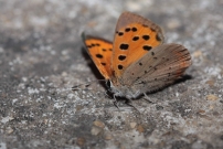 Le Cuivr commun (Lpidoptre - Lycaenidae - Lycaena phlaeas)